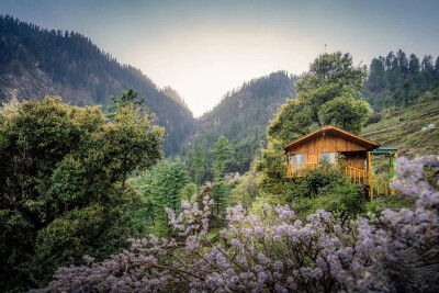 Whispering Pines Cottages |Treehouse | Tandi-19